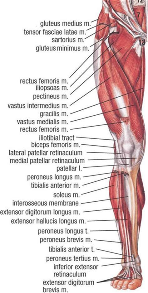 Muscular System in the Leg Anatomy Poster - Etsy UK