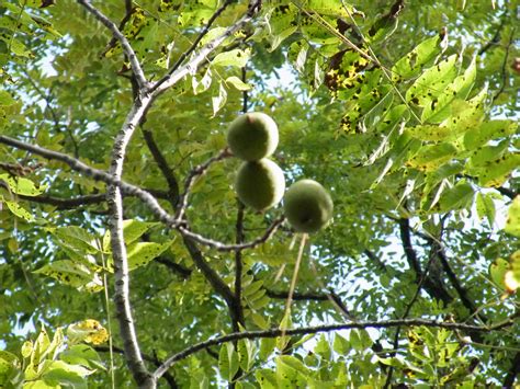 Facts About the Black Walnut Tree | Garden Guides