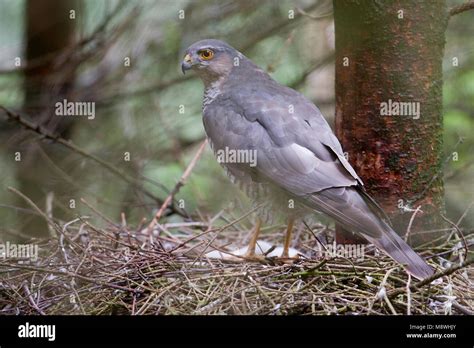 Vrouwtje Sperwer op het nest; Female Eurasian Sparrowhawk on the nest Stock Photo - Alamy