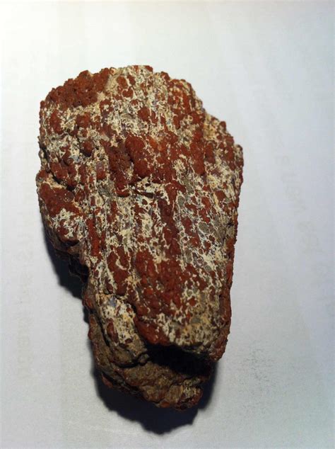 A Dinosaur Bone Need Help Identifying - Fossil ID - The Fossil Forum