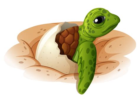 Baby turtle coming out of shell 302661 Vector Art at Vecteezy