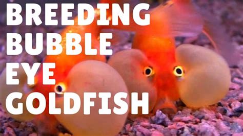 Breeding bubble eye goldfish | Bubble eye goldfish, Goldfish breeding, Goldfish