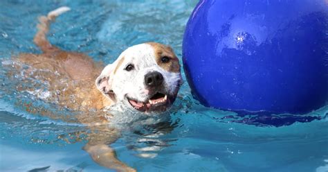 Dog's Fashionable Attire While Taking a Swim Has People Obsessed - PetHelpful News