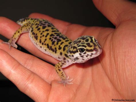 Best Reptile Pets For Handling - Beginner Pet Lizards - Leopard Gecko As Pets - OnlineGeckos.com ...