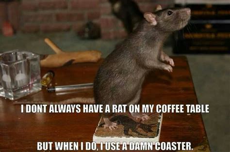 394 best images about Rats love MEMEs on Pinterest | Hamsters, Lab rats ...