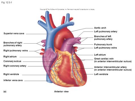 Anterior Interventricular Artery