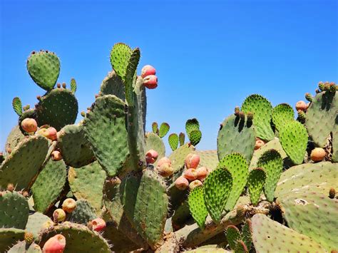 Nopales Plant