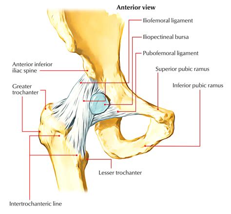 Iliofemoral Ligament – Earth's Lab