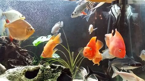 Red Parrot Fish Tank Mates - YouTube