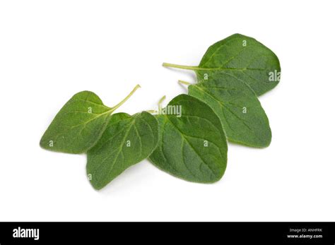 Oregano leaves hi-res stock photography and images - Alamy