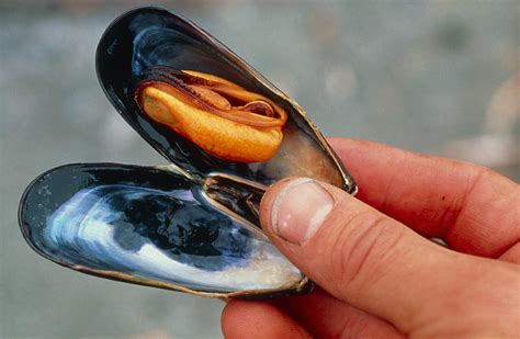 Hand Holding An Opened Blue Mussel, Mytilus Edulis Photograph by David Nunuk - Pixels