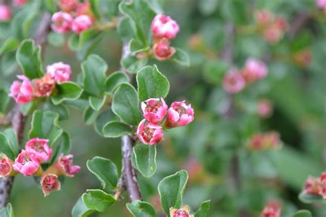 Cranberry Cotoneaster is a deciduous shrub with bright red berries. | Small pink flowers, Red ...