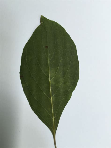 Flowering Dogwood - Leaf | Plant leaves, Dogwood leaves, Leaves