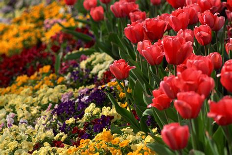 The Best Springtime Flowers for Your Garden