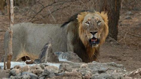 Famous Indian lion Ram dies of old age in Gir forest - BBC News