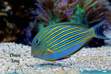 Clown Tang (Acanthurus lineatus) Marine Fish Care Guide