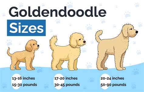 Petite Goldendoodle Size