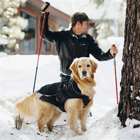 Top 10 Waterproof Dog Coats to Keep Your Buddy Dry | The Dog People by Rover.com