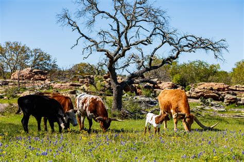 Should I Buy a Texas Ranch? - Paramount Property Analysts