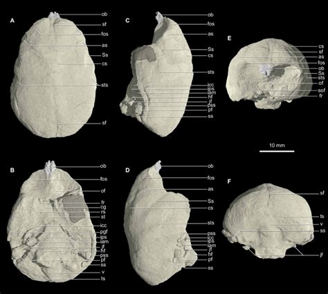 Virtual cranial endocast of Chilecebus based on high-resolution CT ...