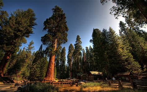 Redwoods Wallpaper Sequoia Tree, Redwood Tree, Redwood Forest, Sequoia National Park California ...