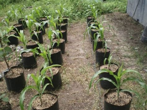 Cara Menanam Jagung Manis di Poybag