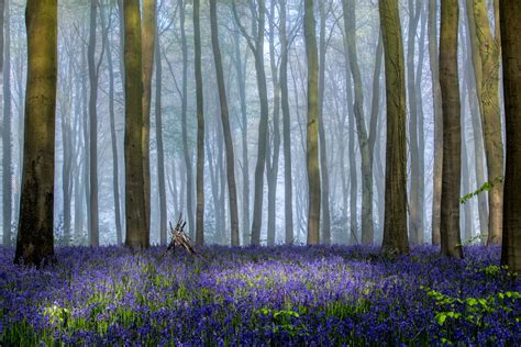 How to Photograph Bluebells | Photocrowd Photography Blog