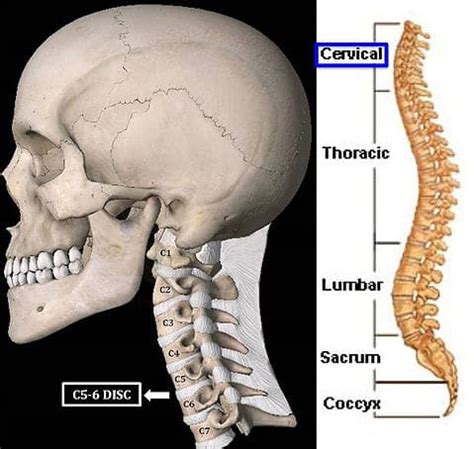 Understanding Spine Anatomy - Rojeh Melikian, M.D.