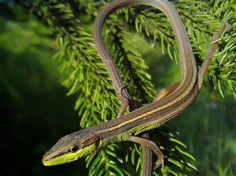 A Guide to Caring for Pet Long-Tailed Grass Lizards