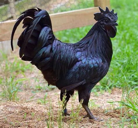 Ultimate List of Black Chicken Breeds