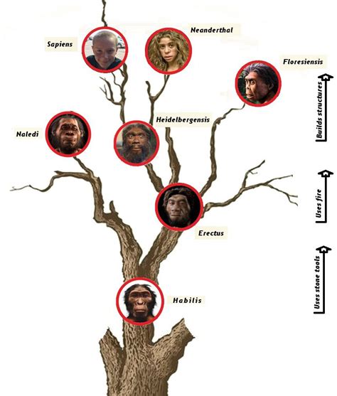 Simple human evolution chart. | Human evolution tree, Human evolution, Human family tree