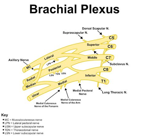 Brachial Plexus made Easy and Simple!