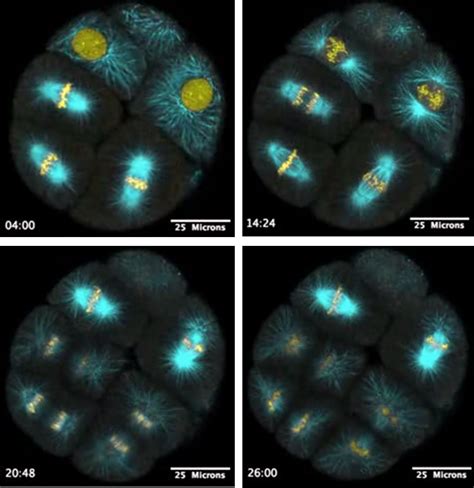 What Is Live Cell Imaging?