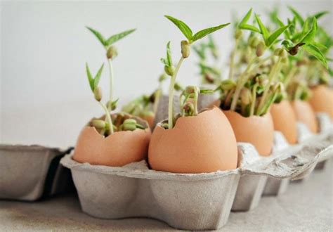 How to Grow Seeds in Eggshells and Egg Cartons | Survival Life | Growing seeds, Starting seeds ...