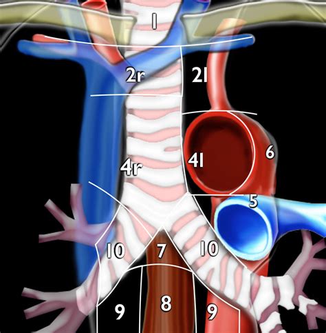 Station 7 Lymph Node - News Current Station In The Word