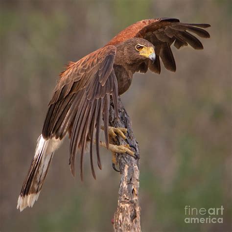 Harris's Hawk 1 Photograph by Jerry Fornarotto