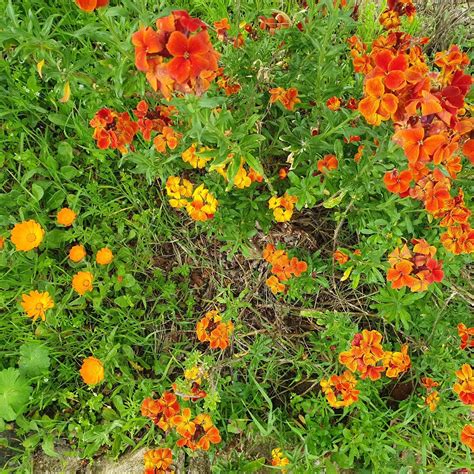 Is Siberian Wallflower Invasive? [5+ Ways To Control Them]