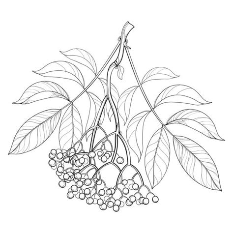 Royalty Free Elderberry Clip Art, Vector Images & Illustrations - iStock