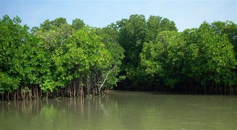 Sunderban Mangrove Forest - sundarbantours Photo (39761678) - Fanpop