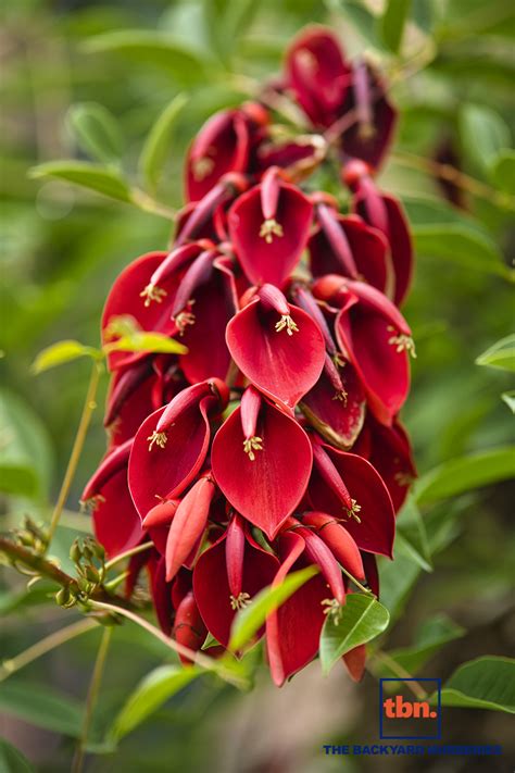 ERYTHRINA CRISTA-GALLI - THE BACKYARD NURSERIES