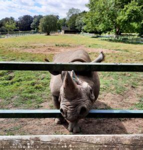 A day out at Kent's Port Lympne Reserve | Discover Animals