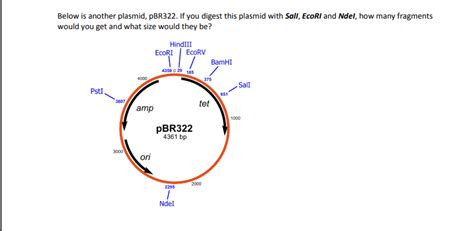 Plasmid Mapping: I was thinking there would be 3 fragments and the ...