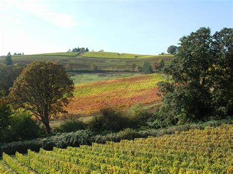 Wine Country Oregon | Oregon wine country, Wonders of the world, Wine ...