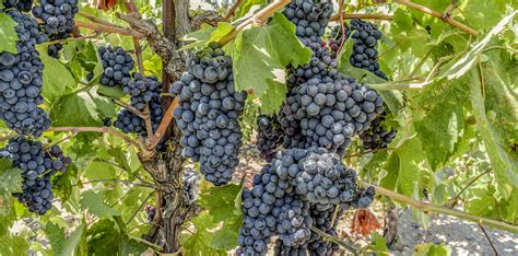 Grape Guide: Zinfandel