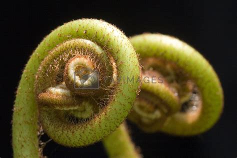 Royalty Free Image | Ferns (Pteridophyte) by shariffc