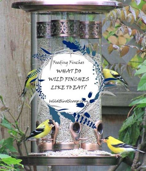 Feeding Finches Nyjer Seed and Other Favourite Seeds - Wild Bird Scoop