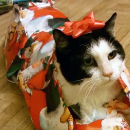 DIY Video: How to Gift Wrap a Cat for the Holidays - Catster