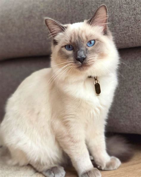 Ragamese (Ragdoll & Siamese Mix) Info, Facts, Pictures, FAQs & More