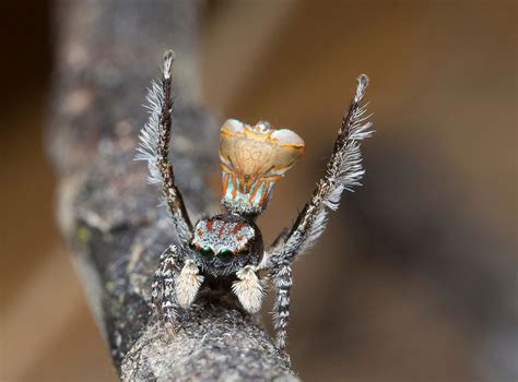 Meet This Colorful Australian Peacock Spider » Design You Trust