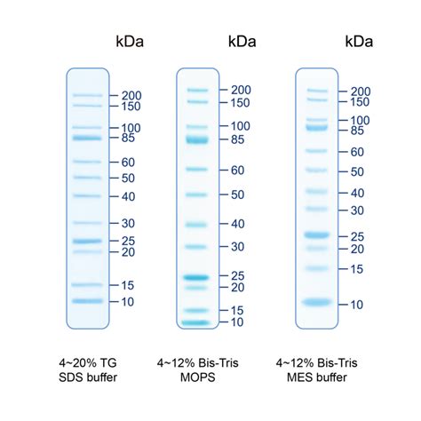 Abcam] Prestained Protein Ladder DAWINBIO, 11/01/2022